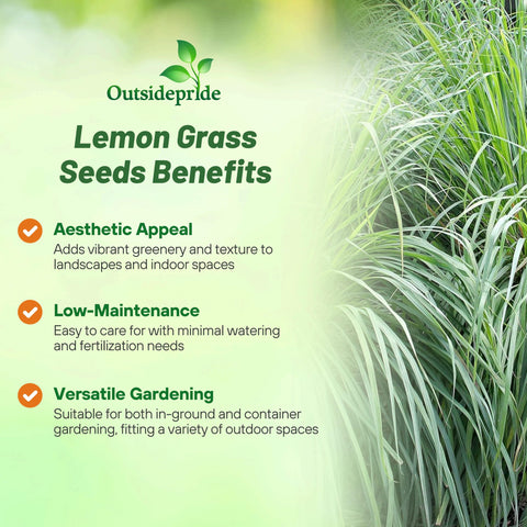 Outsidepride lemongrass seeds clumping growth with arching leaves
