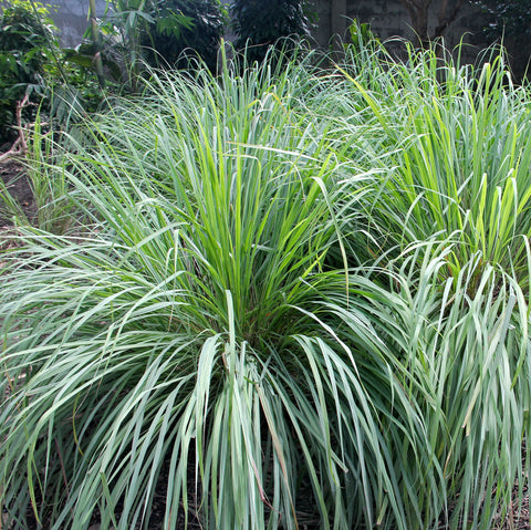 Outsidepride lemongrass seeds natural mosquito deterrent aroma outdoors