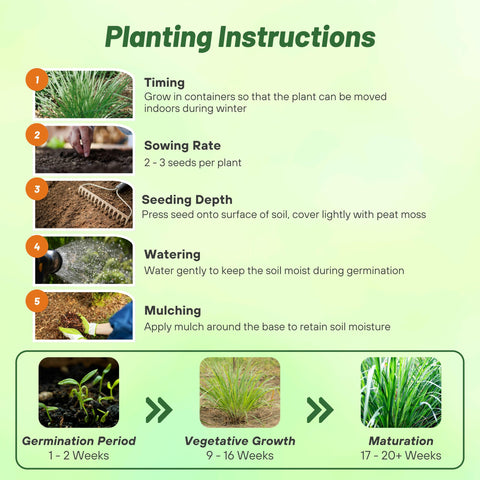Outsidepride lemongrass seeds ornamental container plant for patios