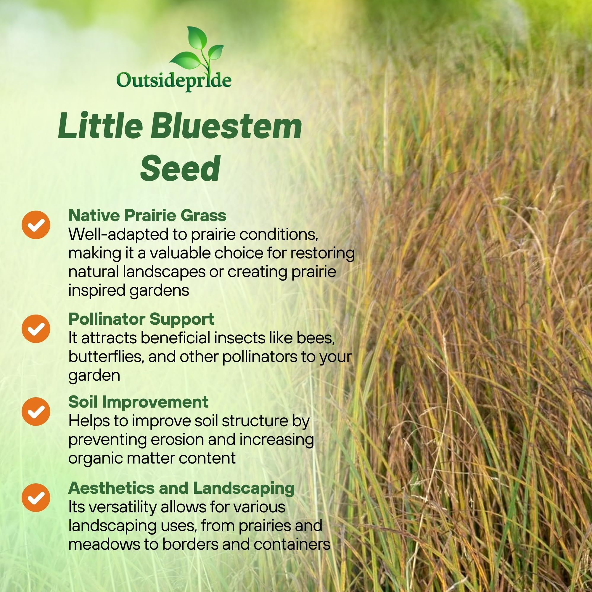 Outsidepride Little Bluestem thriving in a full-sun garden, adding texture and color.