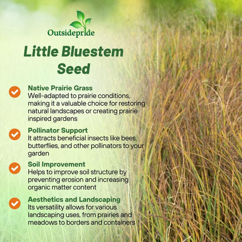Outsidepride Little Bluestem thriving in a full-sun garden, adding texture and color.