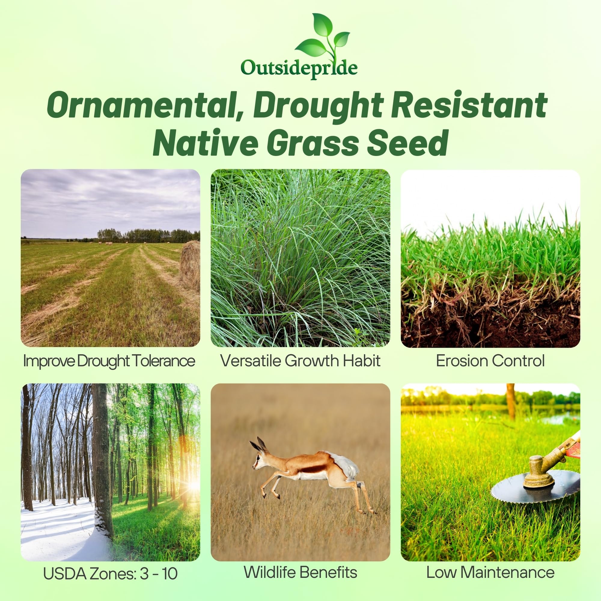 Outsidepride Little Bluestem planted as ground cover for soil stabilization and erosion control.