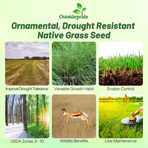 Outsidepride Little Bluestem planted as ground cover for soil stabilization and erosion control.