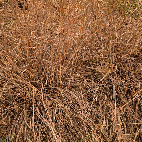 Outsidepride Little Bluestem enhances ornamental landscapes with movement and structure.