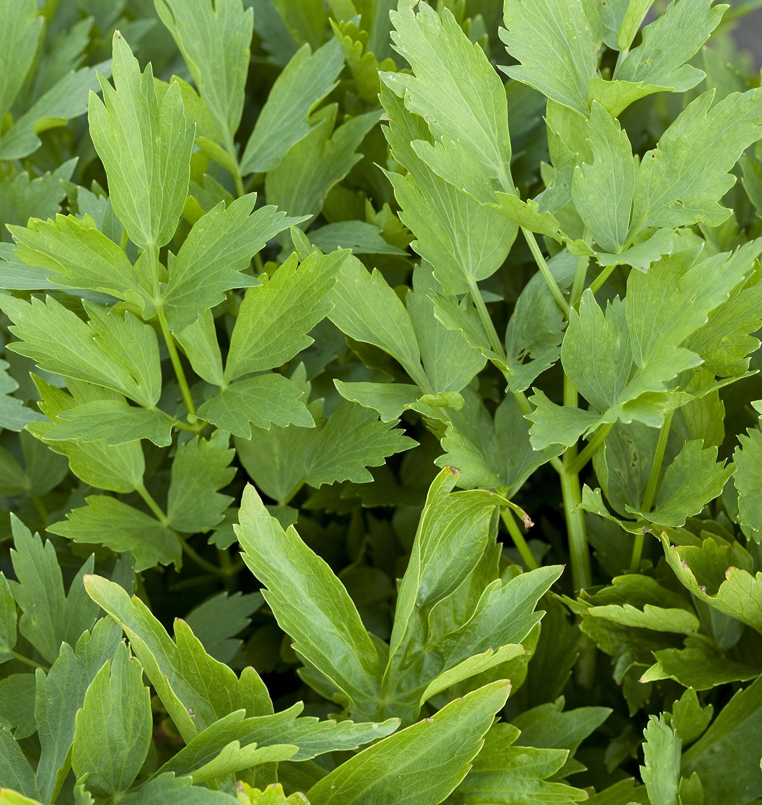 Outsidepride Lovage leaves and seeds offer easy culinary harvest.