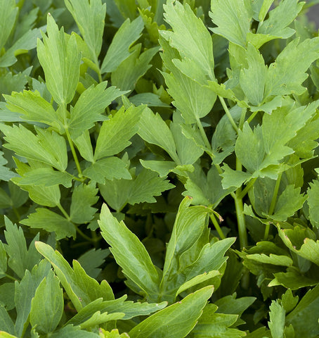 Outsidepride Lovage leaves and seeds offer easy culinary harvest.