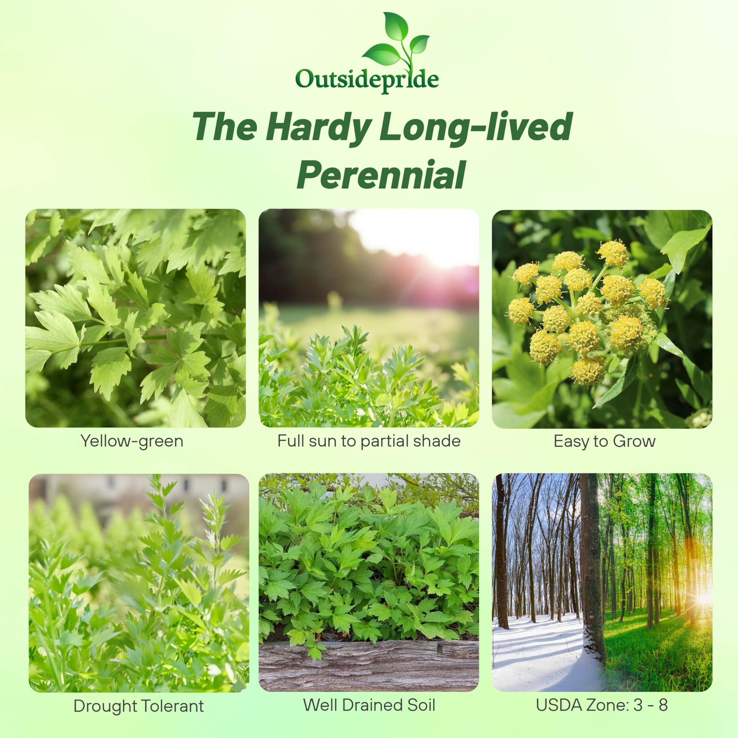 Outsidepride Lovage plant height focus showcases tall stems ideal for borders.