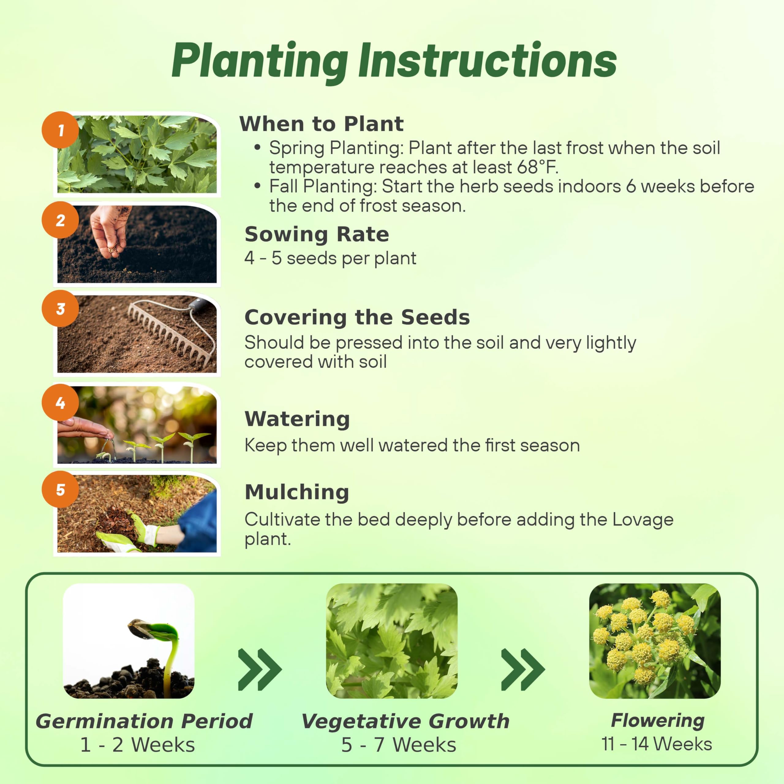 Outsidepride Lovage blooms invite bees and butterflies to your garden.