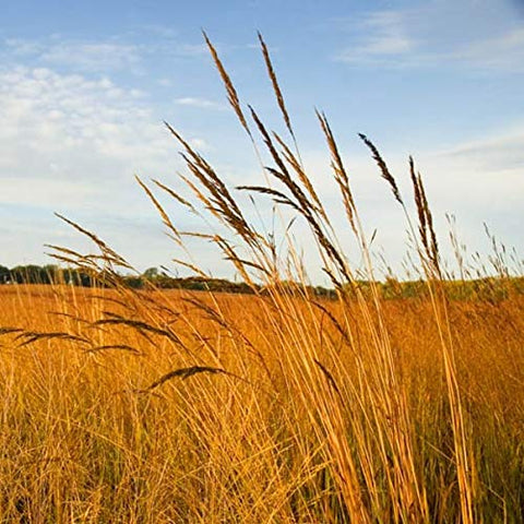 Outsidepride low-maintenance native grass blend creates durable ground cover over time.