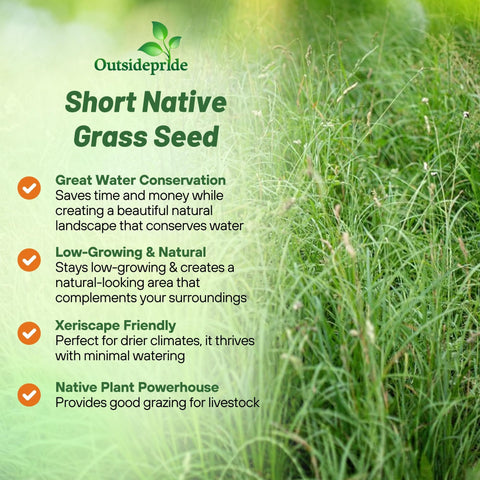 Outsidepride low-mow southern lawn seed for easy care and year-round green.