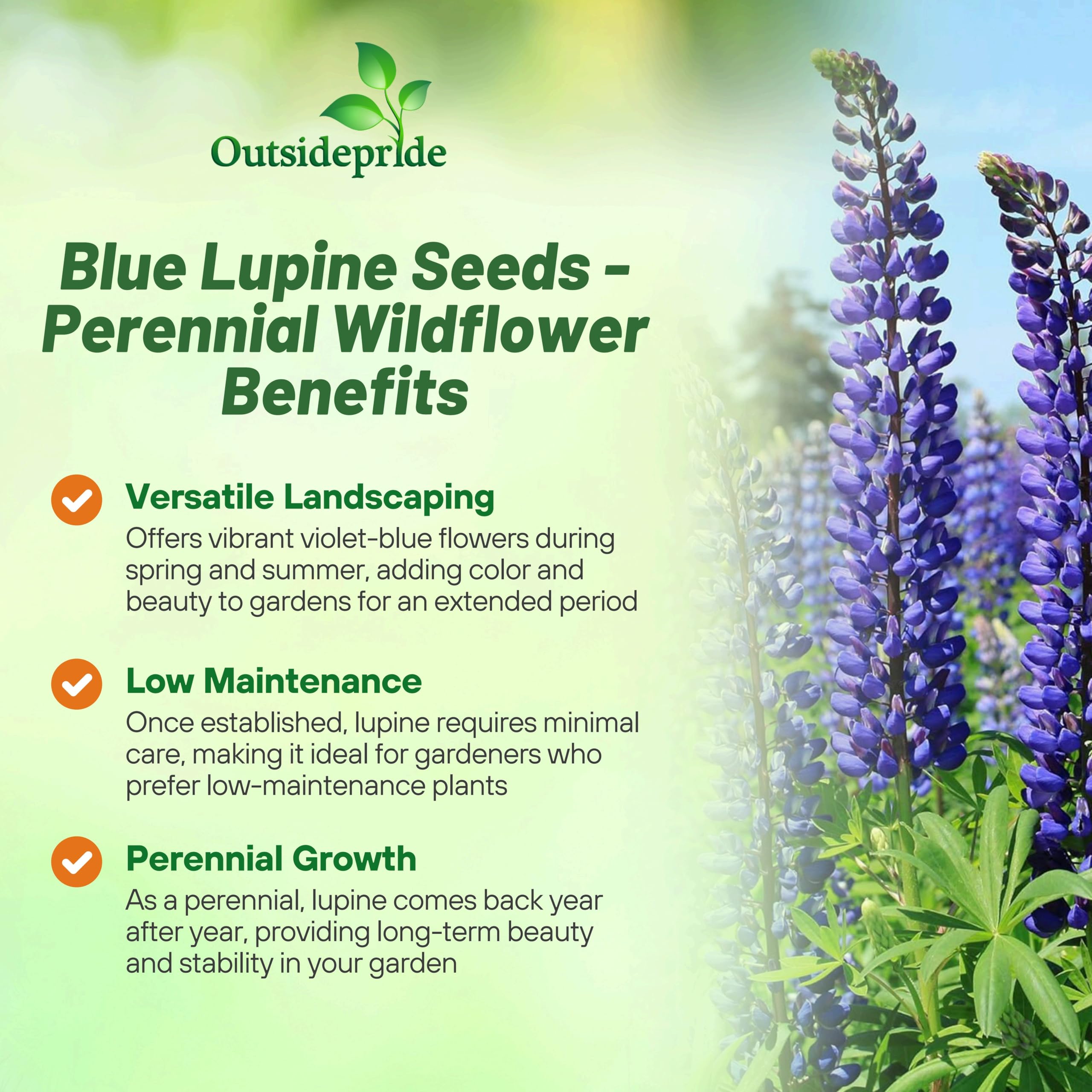 Outsidepride lupine plants in garden showcase tall spires and lush foliage.