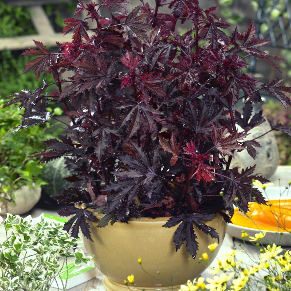 Outsidepride garden landscape with mahogany foliage provides sustained summer color