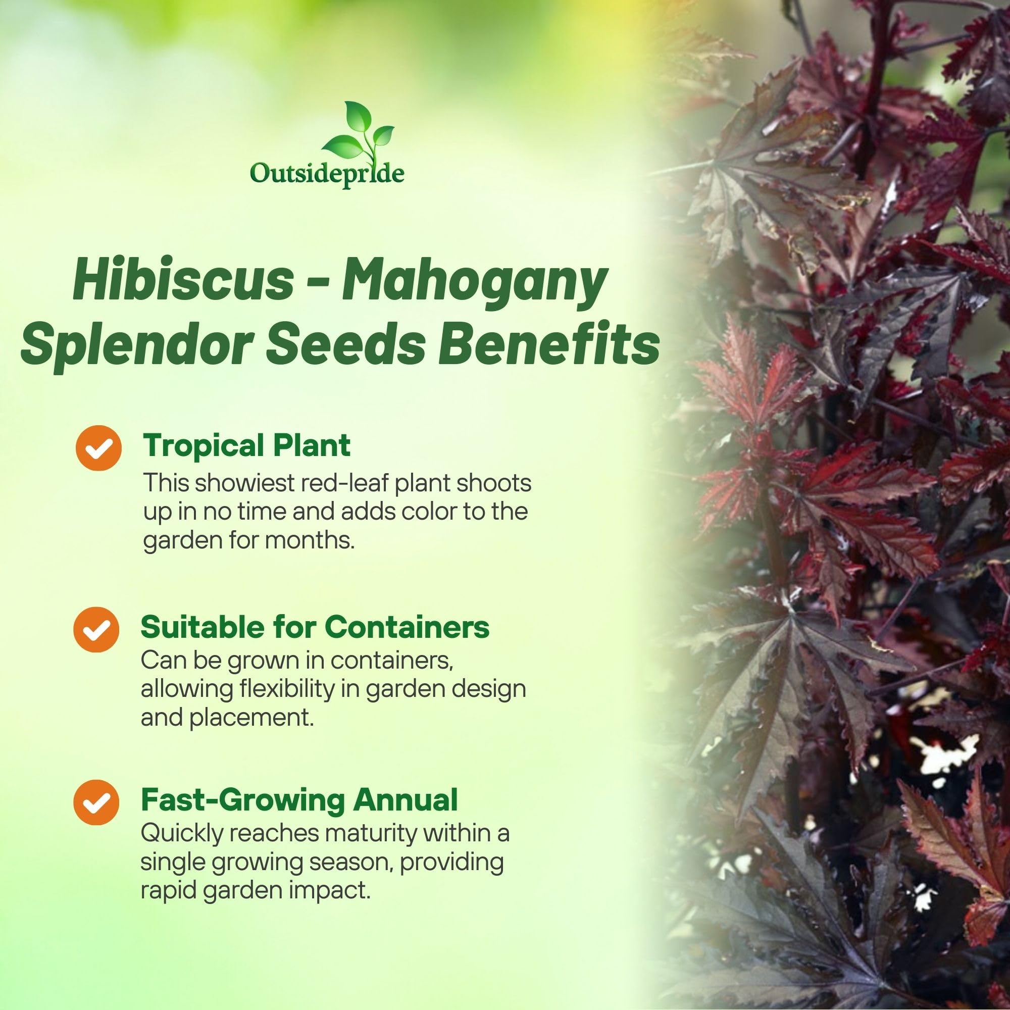 Outsidepride Mahogany Splendor hibiscus seedlings thriving in well-drained potting mix