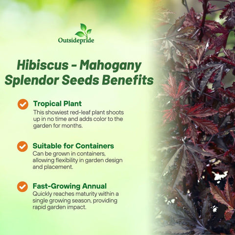 Outsidepride Mahogany Splendor hibiscus seedlings thriving in well-drained potting mix