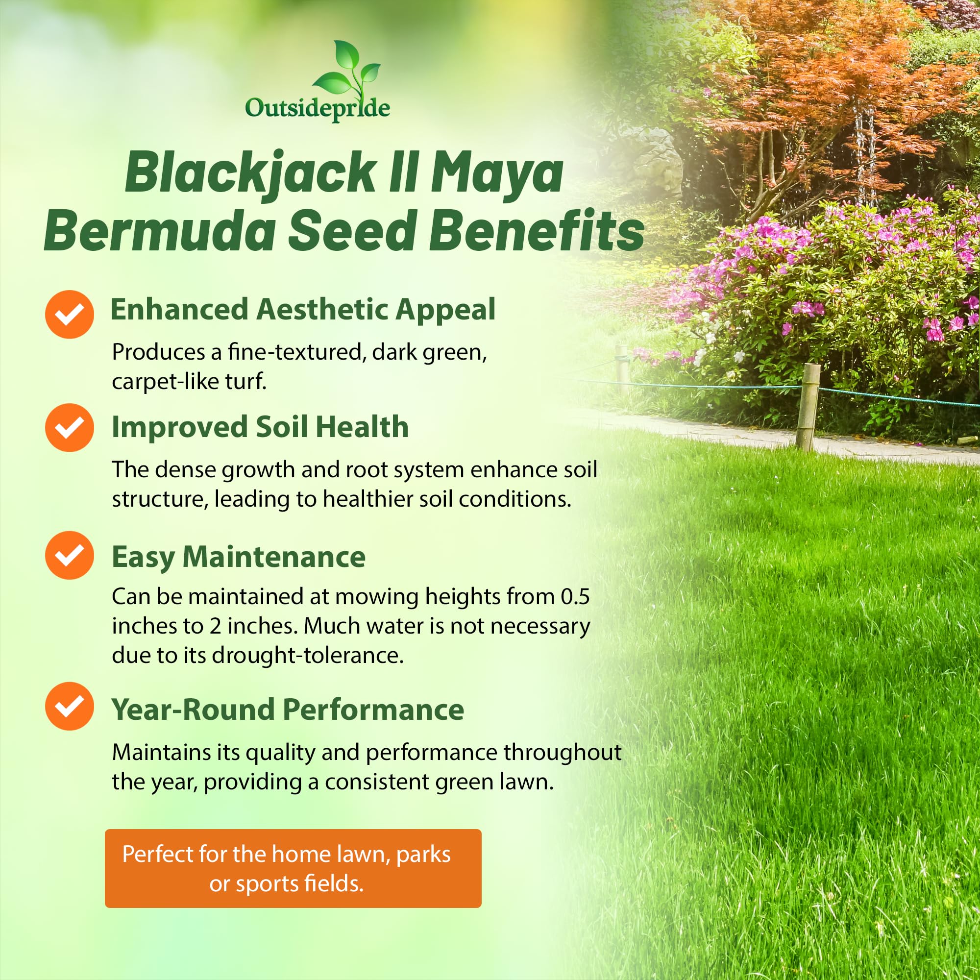 Outsidepride Maya Blackjack II Bermuda close-up, drought-tolerant grass for water-efficient lawns.