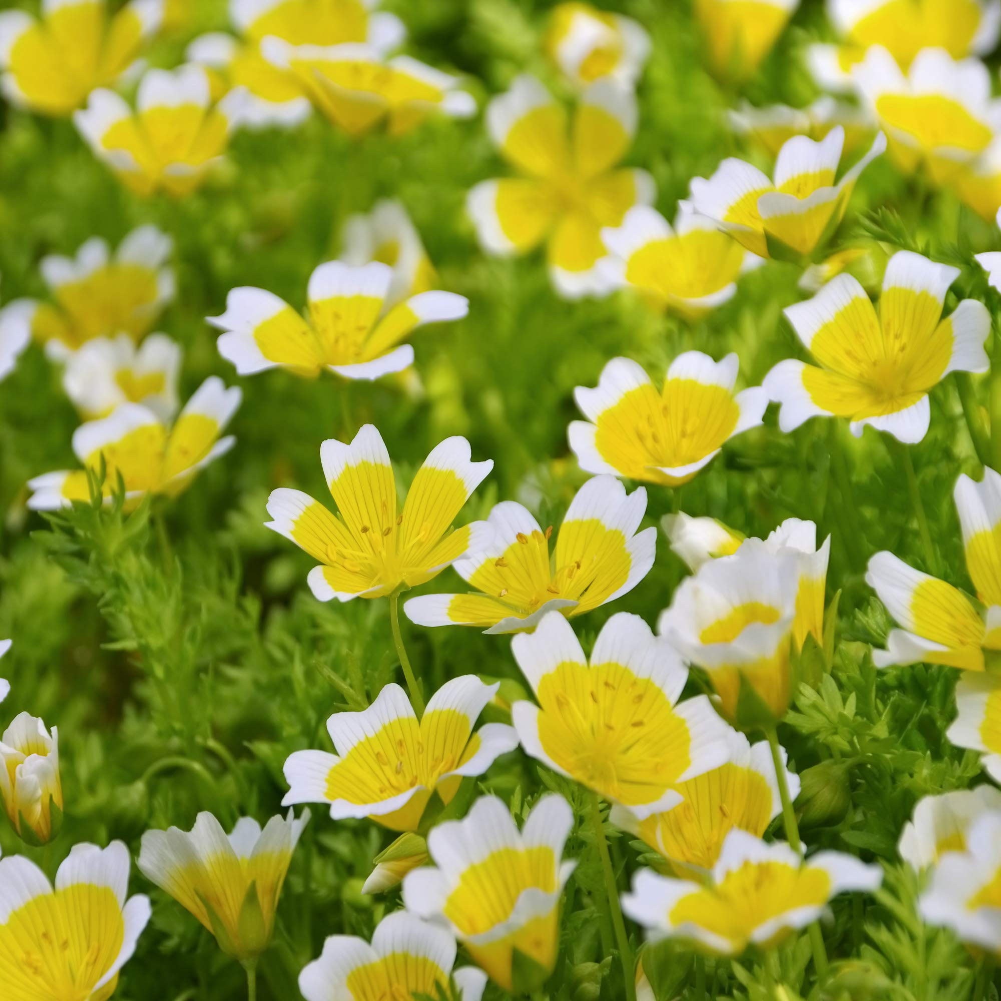 Outsidepride Meadowfoam seeds for versatile planting in beds, borders, or containers.
