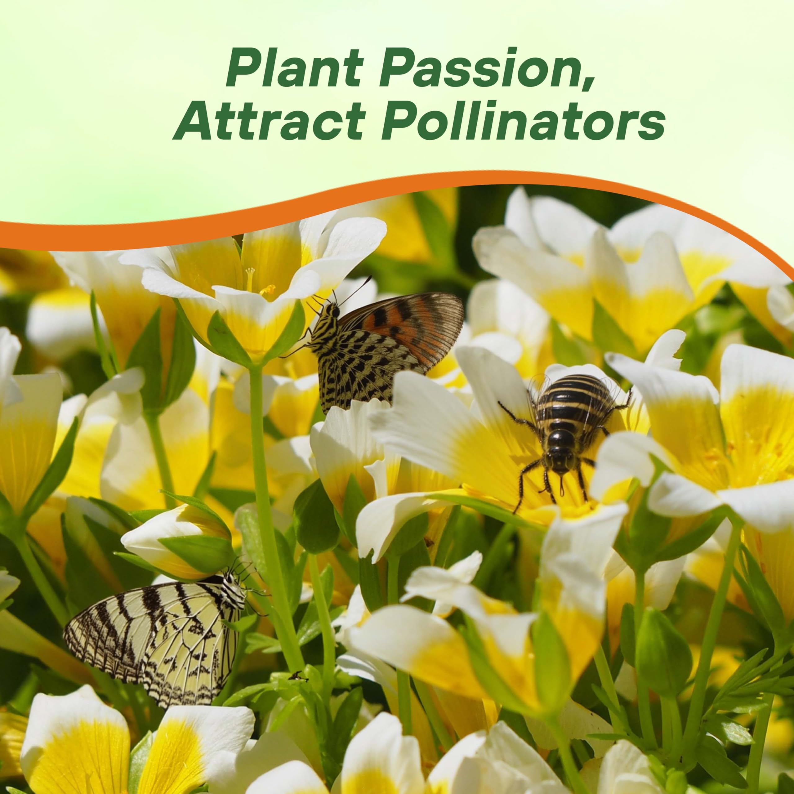 Outsidepride Meadowfoam seeds attract bees and butterflies, supporting pollinator-friendly gardens.