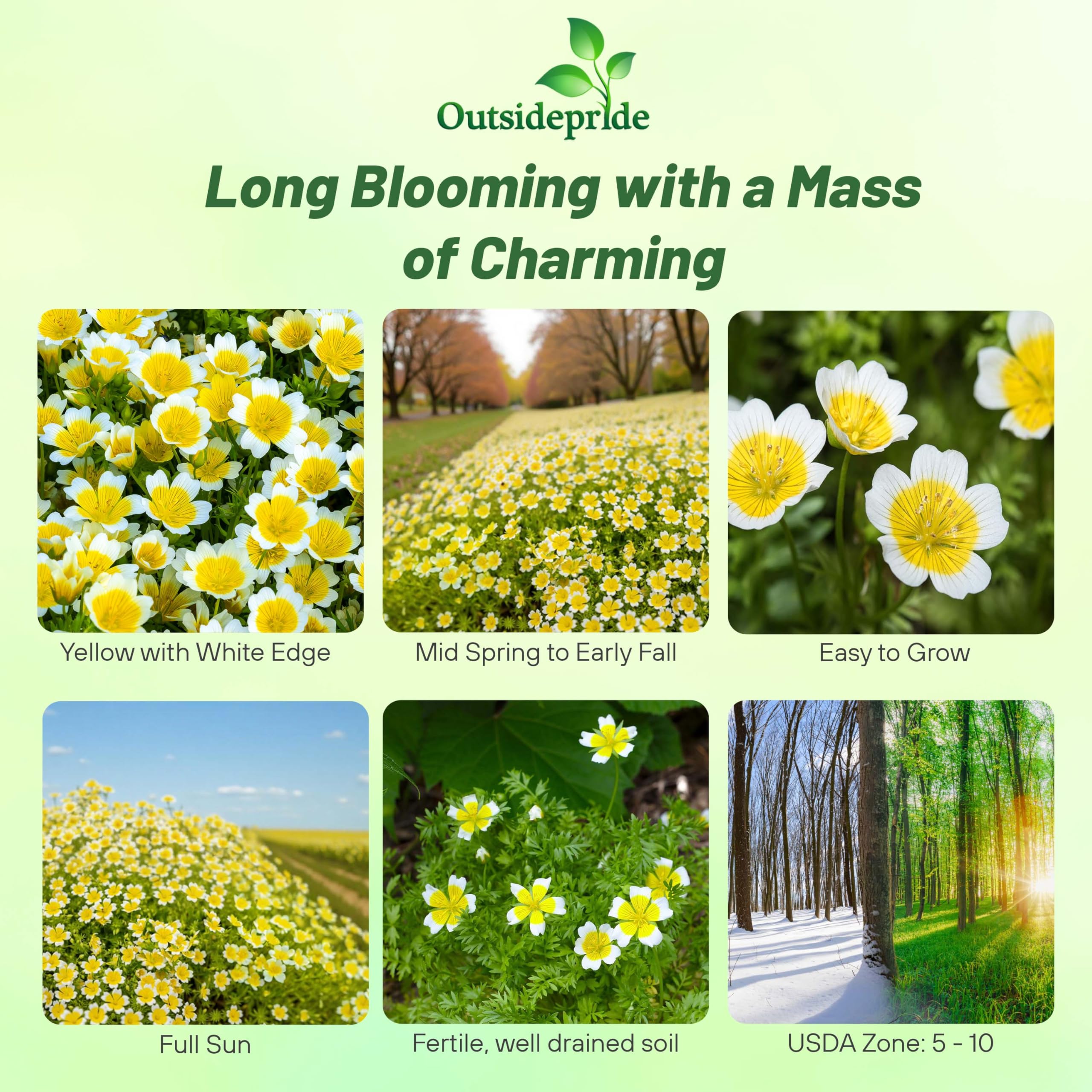 Outsidepride Meadowfoam seeds deliver two-tone blooms and quick ground cover for containers.