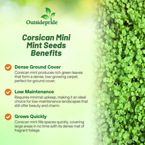Outsidepride Mentha Corsican mini mint suited for patio container planting