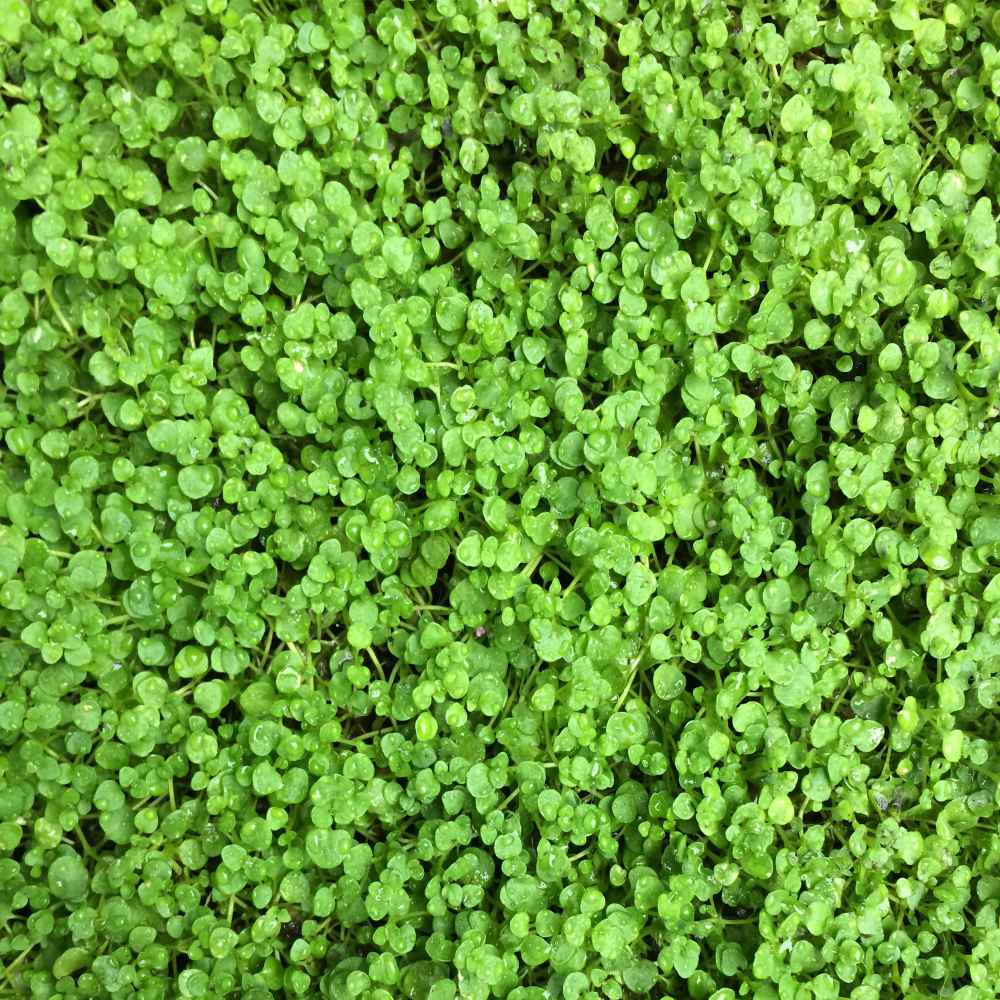 Outsidepride Mentha Corsican mini mint fragrance enriching outdoor seating area