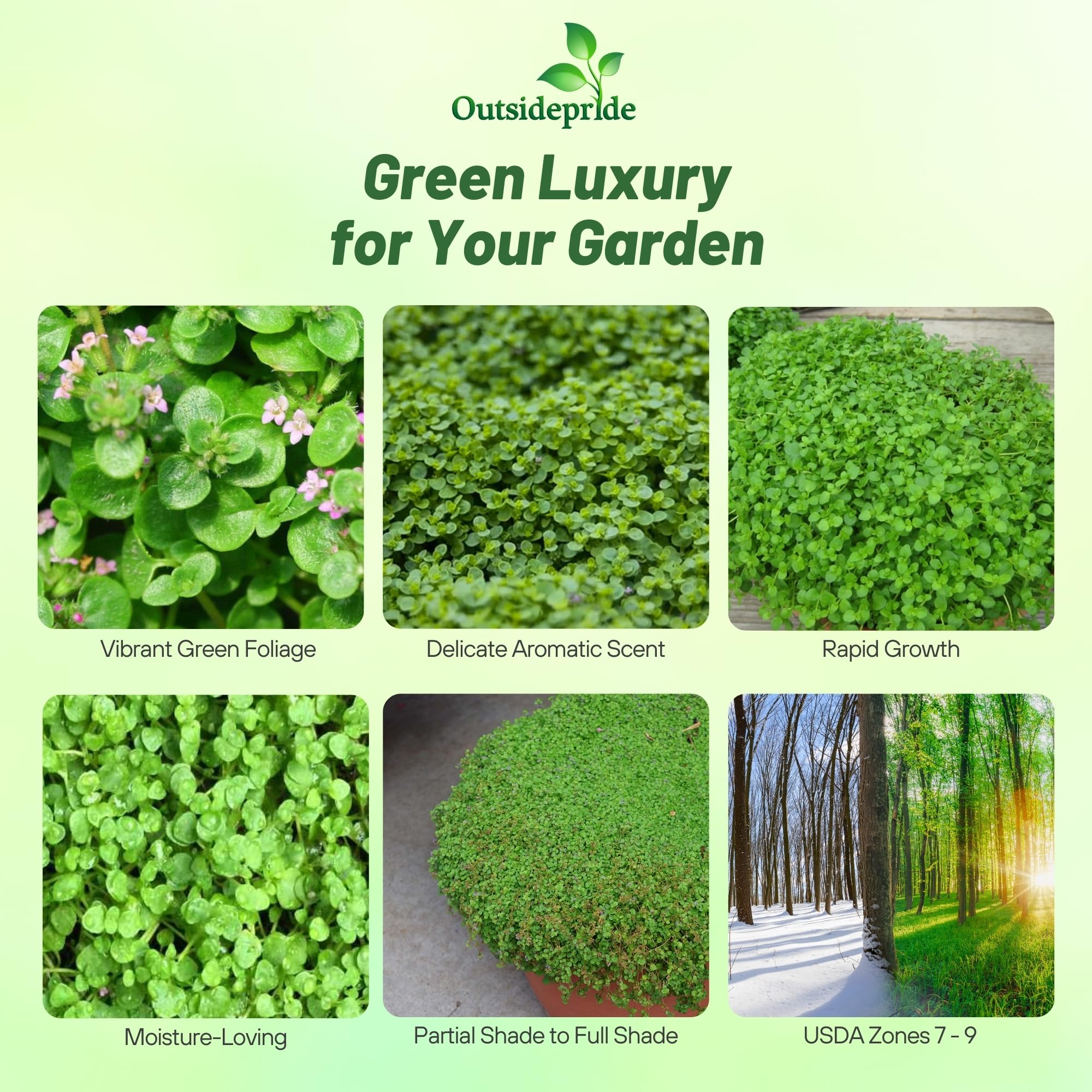 Outsidepride Mentha Corsican mini mint ground cover close-up foliage showing dense green mat