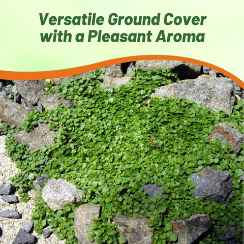 Outsidepride Mentha Corsican mini mint fresh leaves ready for culinary uses