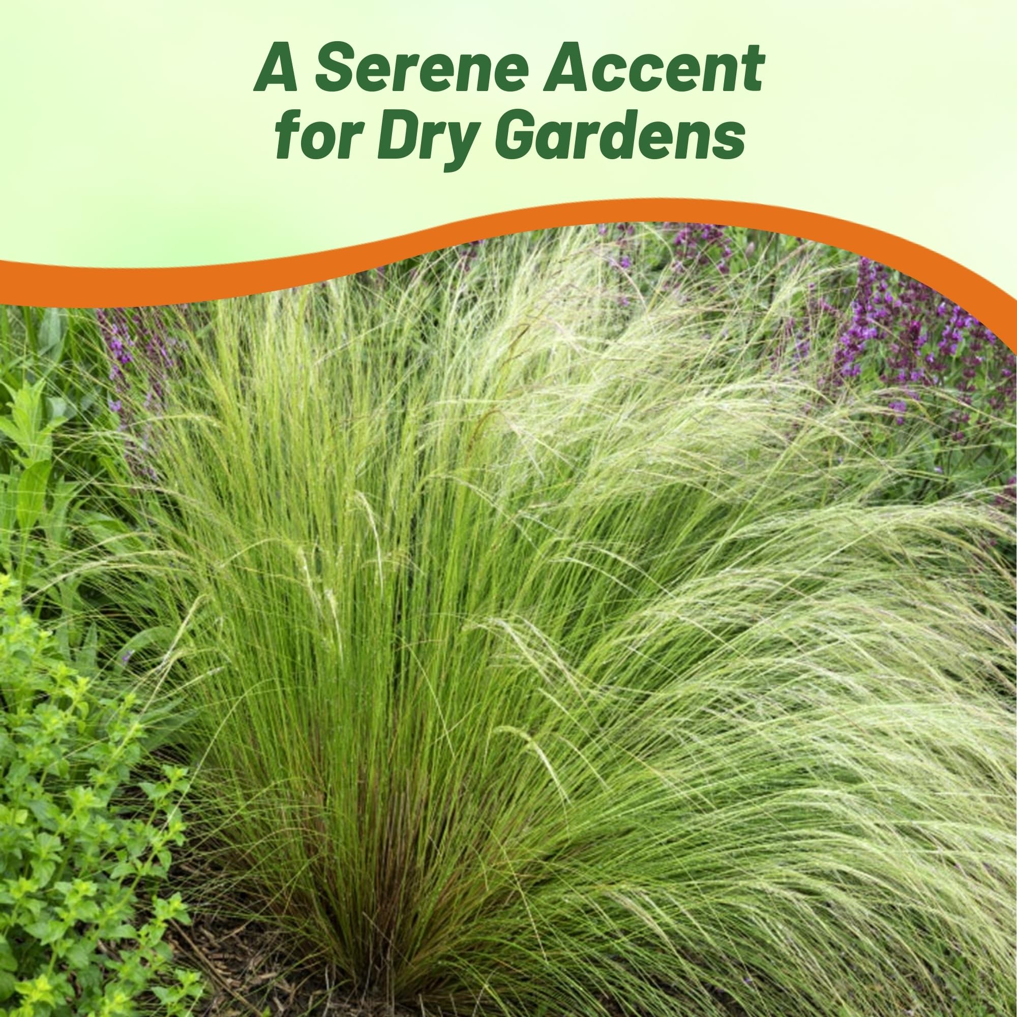 Outsidepride Mexican Feather Grass container planting offers versatile displays