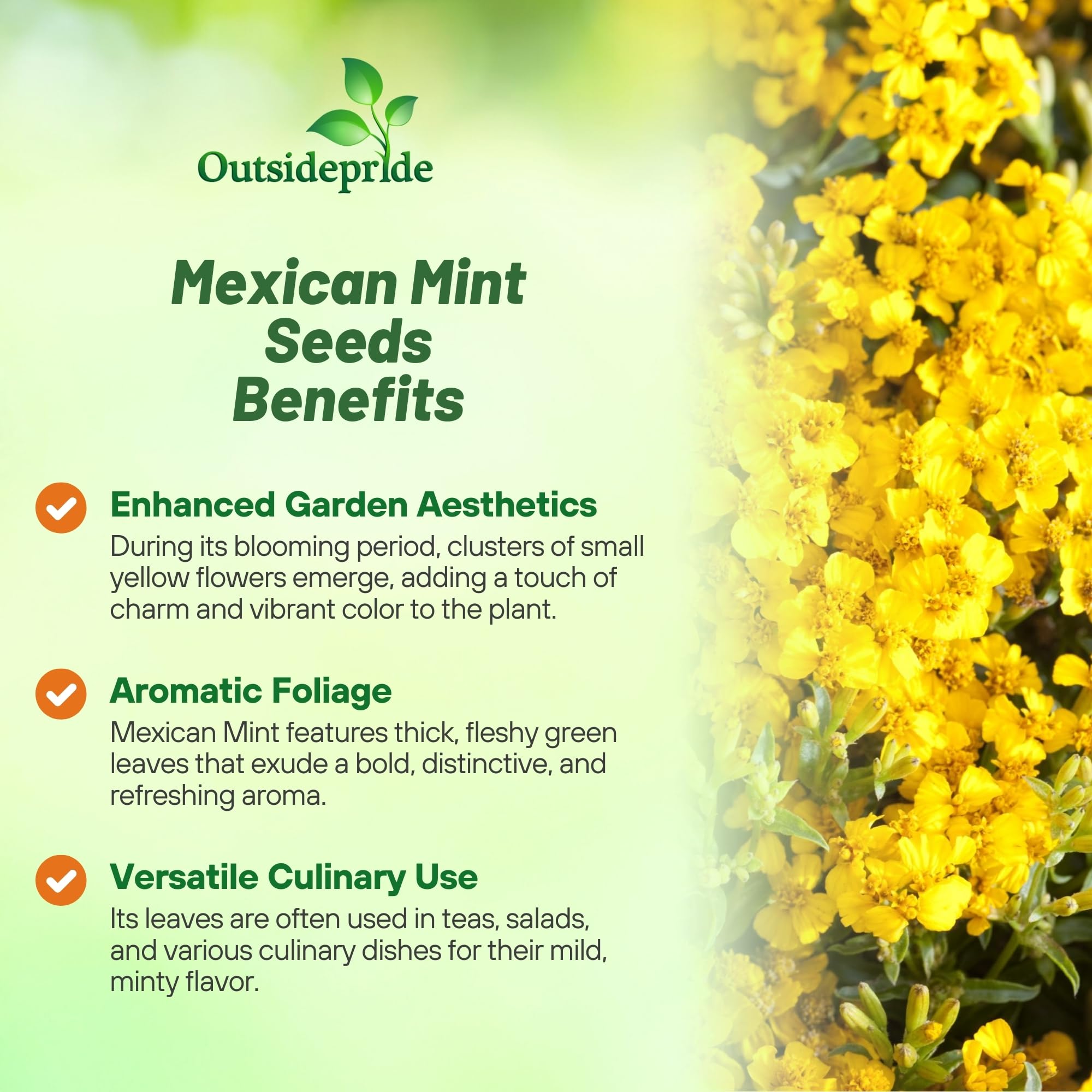 Healthy Outsidepride Mexican Mint plant in a pot ideal for windowsill herbs