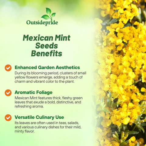 Healthy Outsidepride Mexican Mint plant in a pot ideal for windowsill herbs