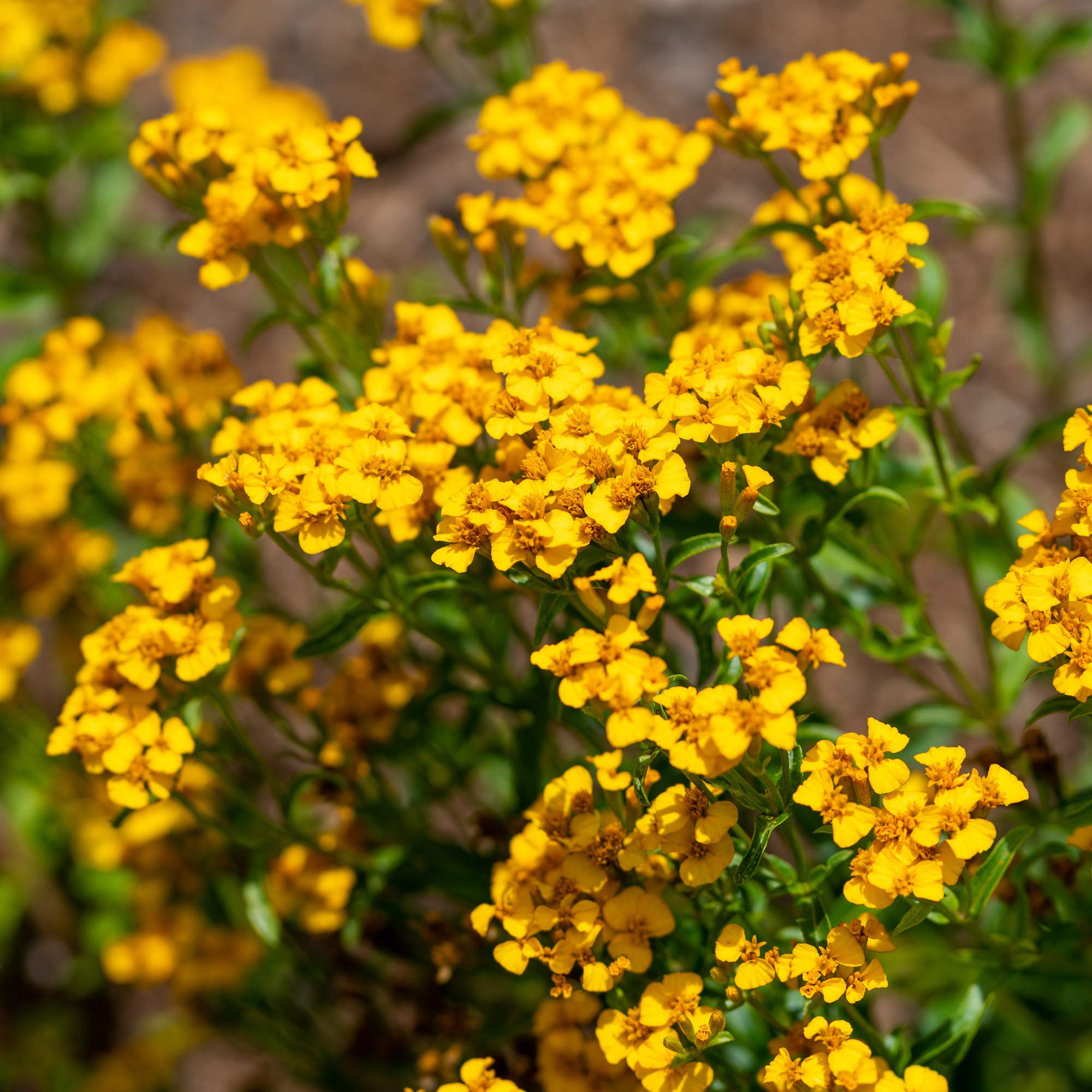 Mexican Mint yellow blooms add color and fragrance to edible gardens
