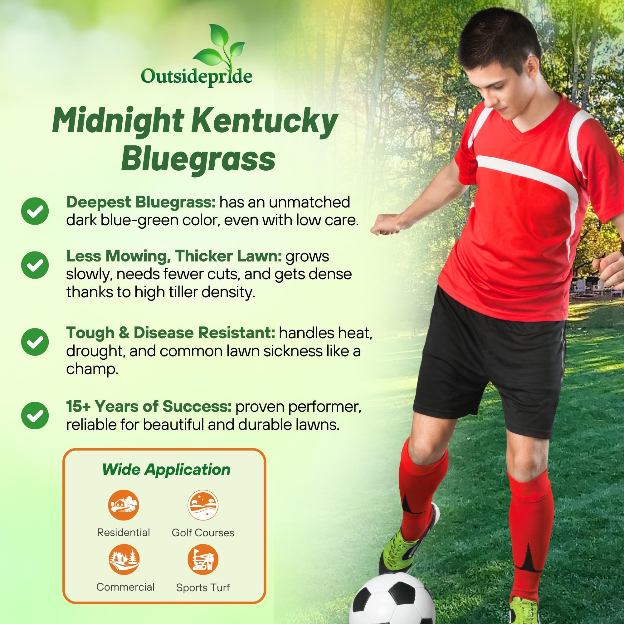 Outsidepride Midnight bluegrass seed germination visualizes rapid establishment in new lawns