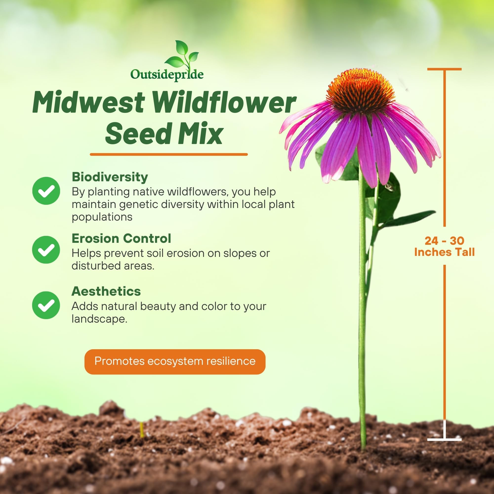 Outsidepride Midwest Wildflower Seed Mix seedlings thriving in a sunny garden.
