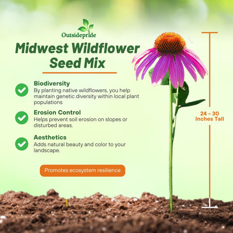 Outsidepride Midwest Wildflower Seed Mix seedlings thriving in a sunny garden.