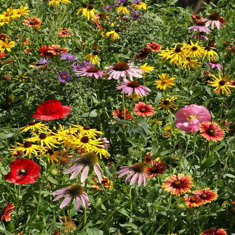 Outsidepride Midwest Wildflower Seed Mix being spread to create a vibrant pollinator meadow.