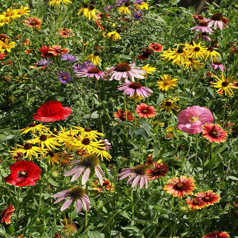 Outsidepride Midwest Wildflower Seed Mix being spread to create a vibrant pollinator meadow.