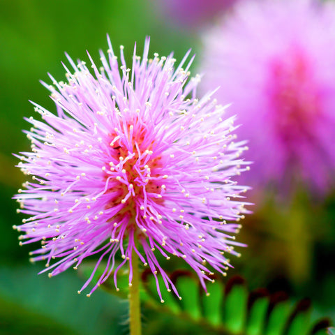 Outsidepride Mimosa Pudica educational setup for hands-on plant behavior exploration
