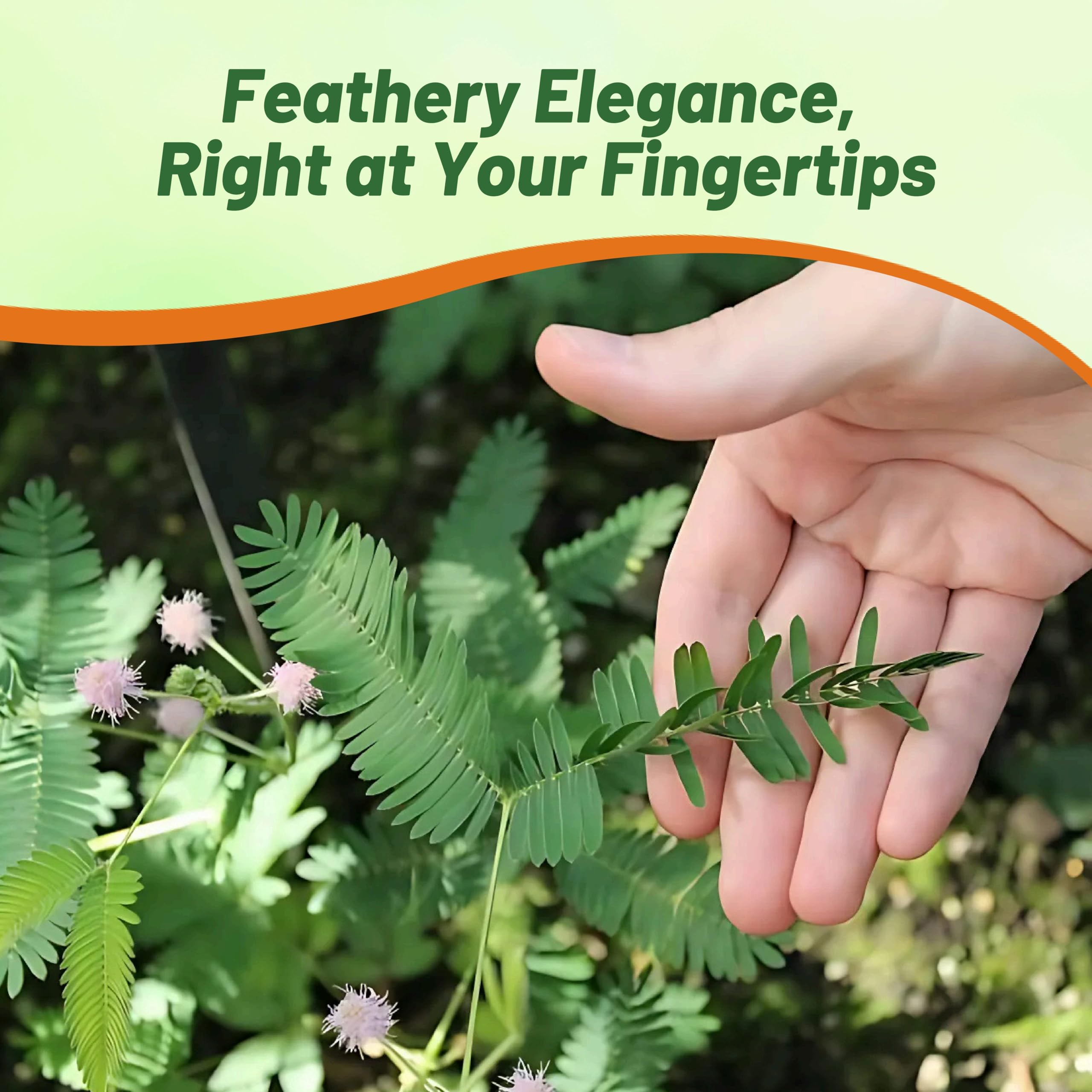 Outsidepride Mimosa Pudica leaf fold closeup demonstrating touch-response