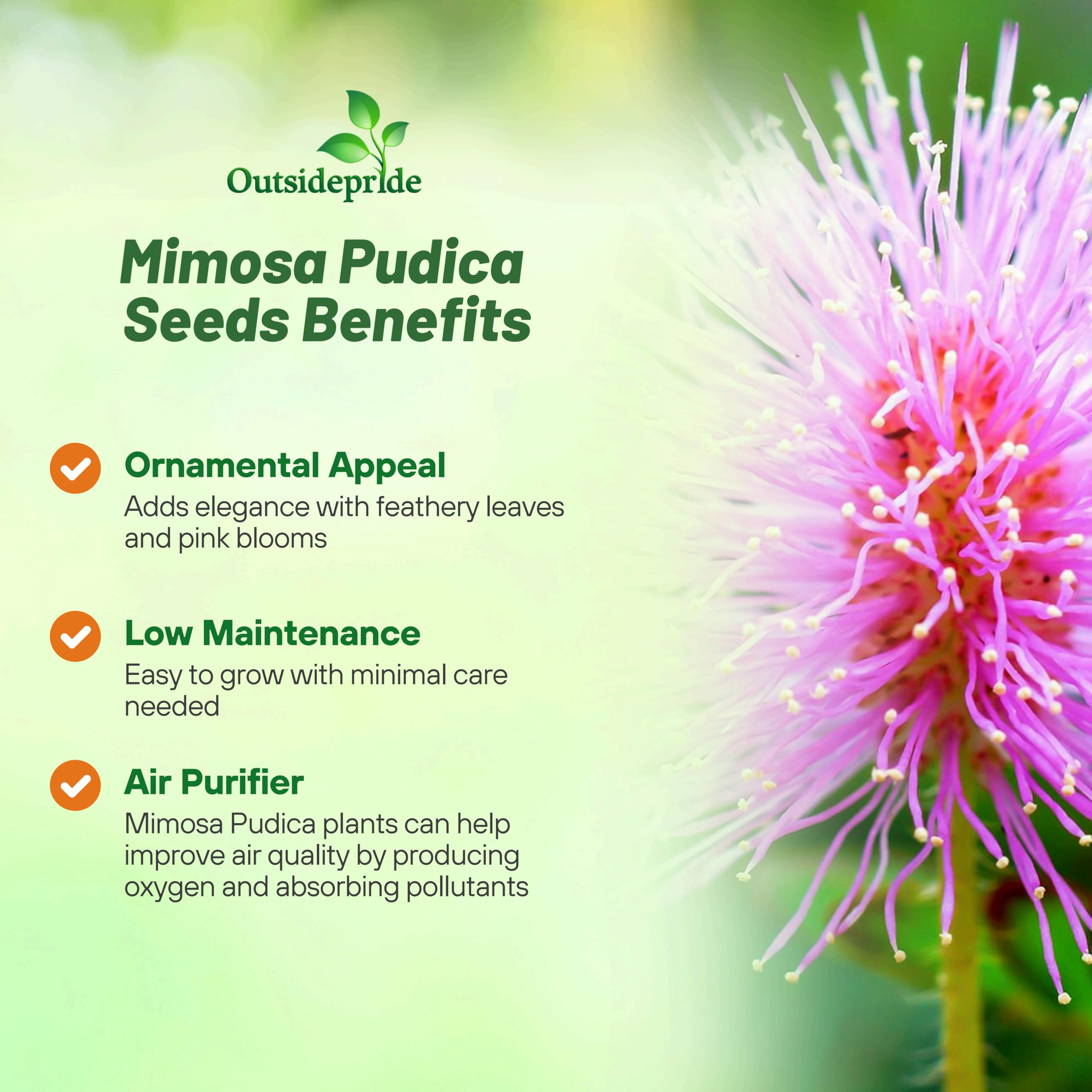 Outsidepride Mimosa Pudica seedling growth showing early sprouts