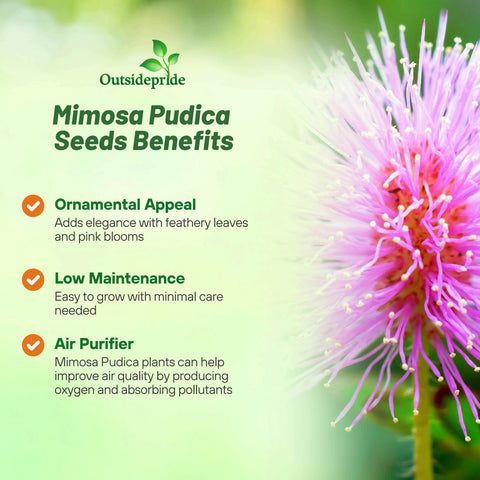 Outsidepride Mimosa Pudica seedling growth showing early sprouts