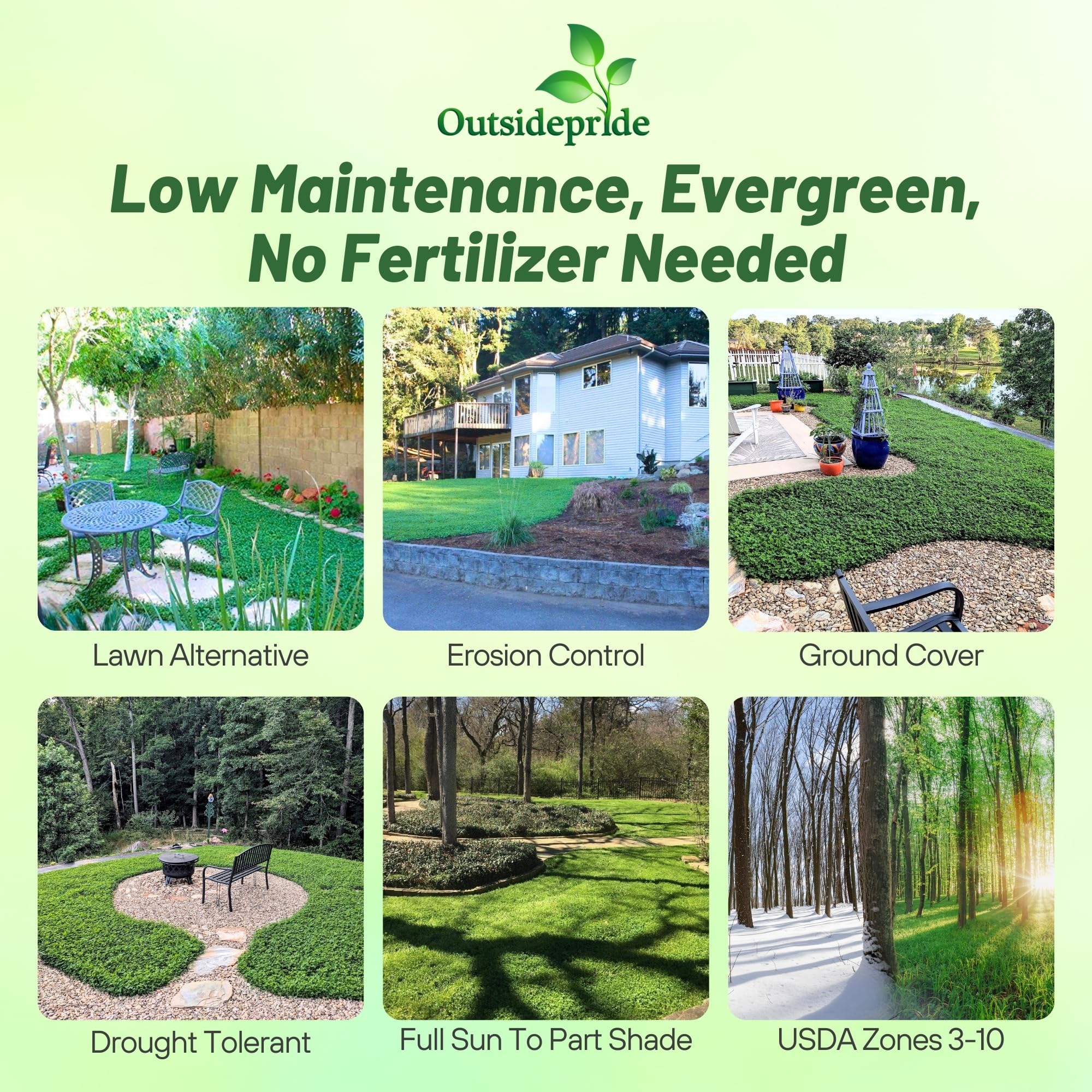 Outsidepride MiniClover ground cover visuals show a drought-tolerant lawn option.