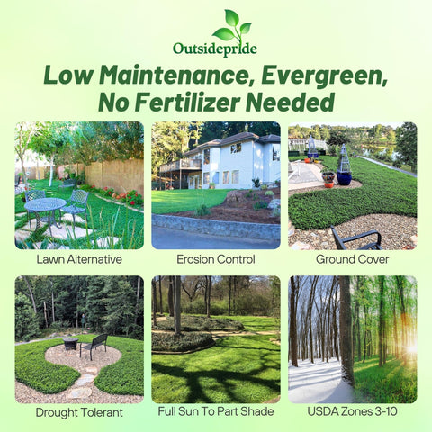 Outsidepride MiniClover ground cover visuals show a drought-tolerant lawn option.