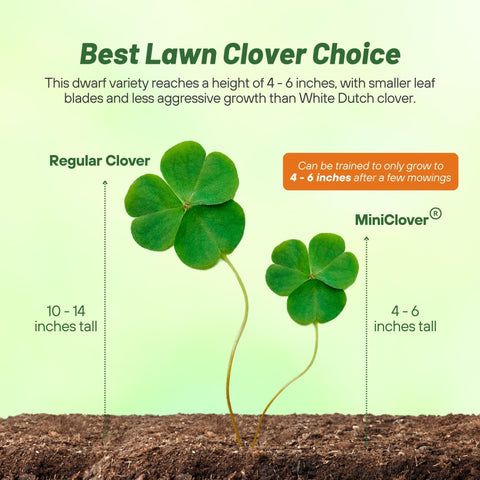 Outsidepride Miniclover seed pelleted form on soil, ready for easy lawn integration