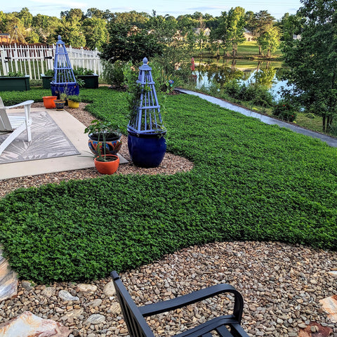 Outsidepride Miniclover stolons enabling rapid ground cover spread