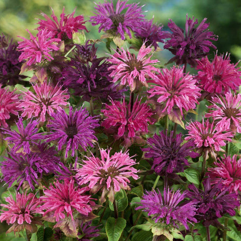 Outsidepride Monarda Didyma thrives in zones 4–9 with easy sun to partial shade.
