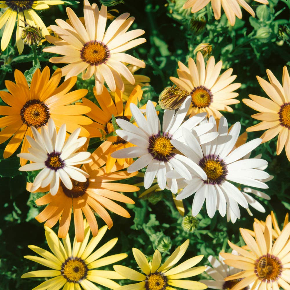 Outsidepride Mix African Daisy Seeds pack contains approximately 5000 seeds for planting