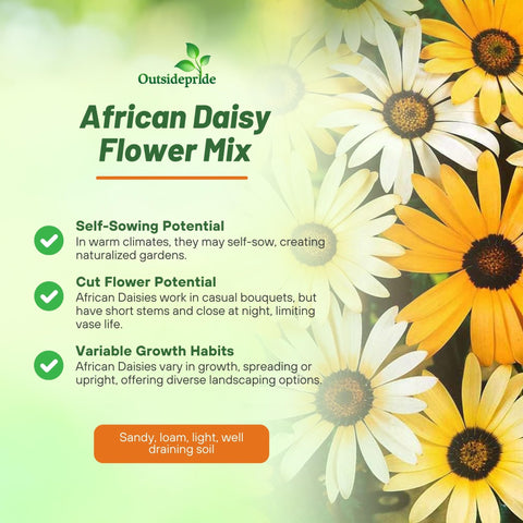 Outsidepride Mix African Daisy Seeds close-up of bright petals in bloom