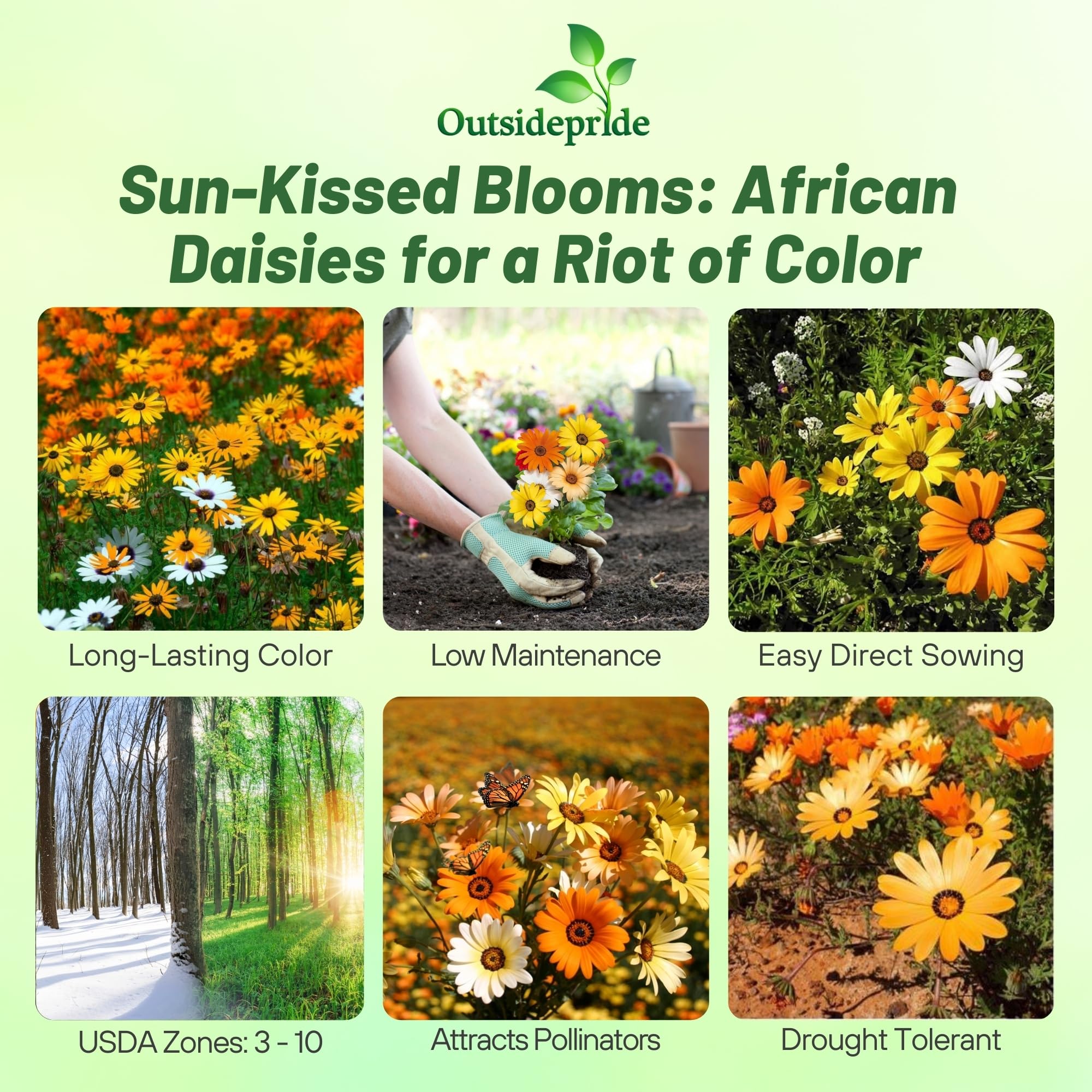 Outsidepride Mix African Daisy Seeds arranged for a border and container display