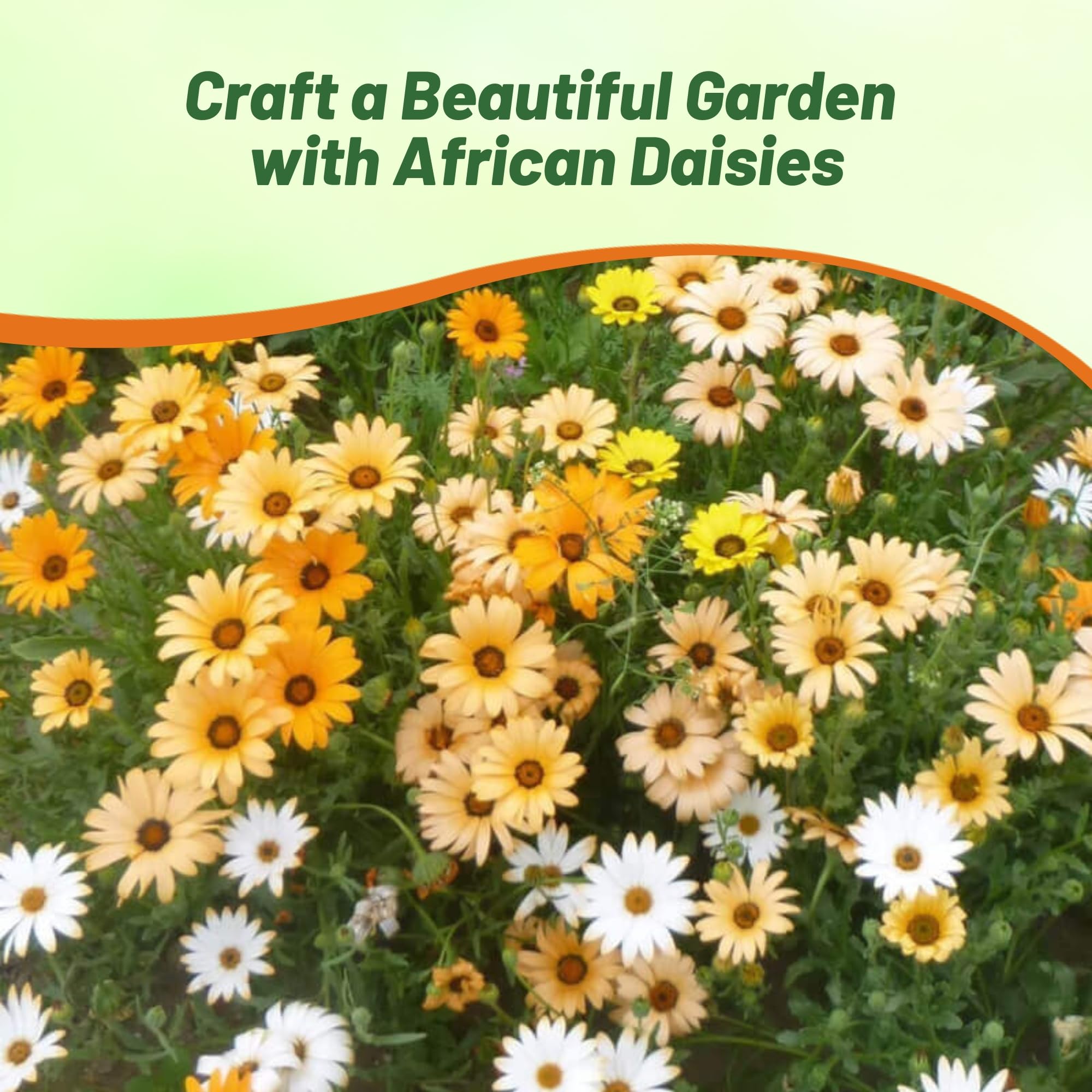 Outsidepride Mix African Daisy Seeds forming a compact mounded plant height
