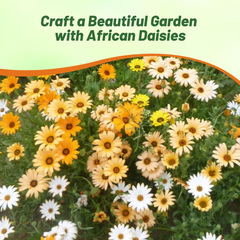 Outsidepride Mix African Daisy Seeds forming a compact mounded plant height