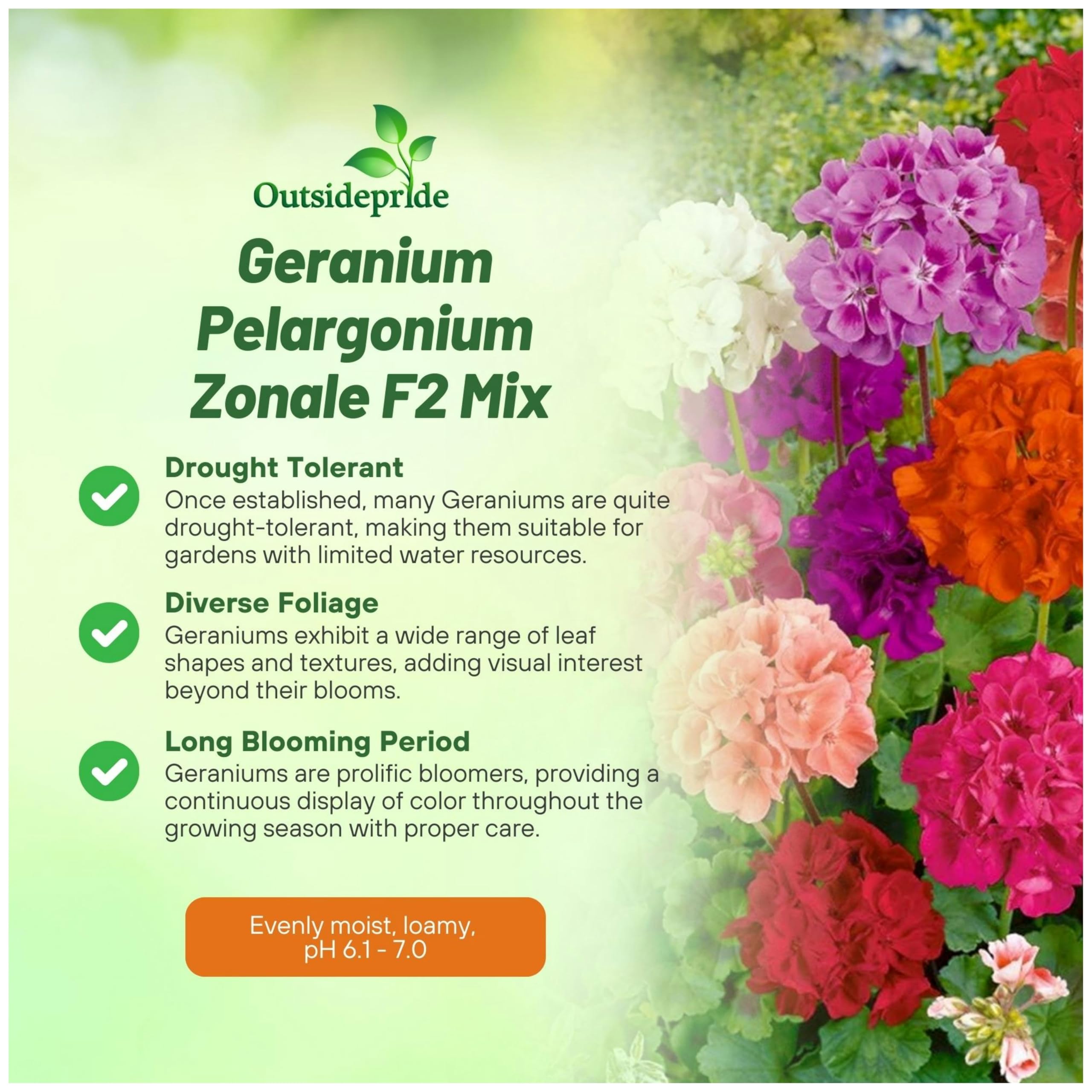 Outsidepride Mix Geranium Seeds ideal for containers and border displays.